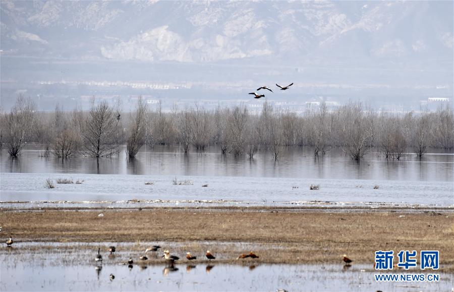 (圖文互動)(3)這座小城,鐫刻下怎樣的“世園印記”——北京世園會開園一周年探訪延慶