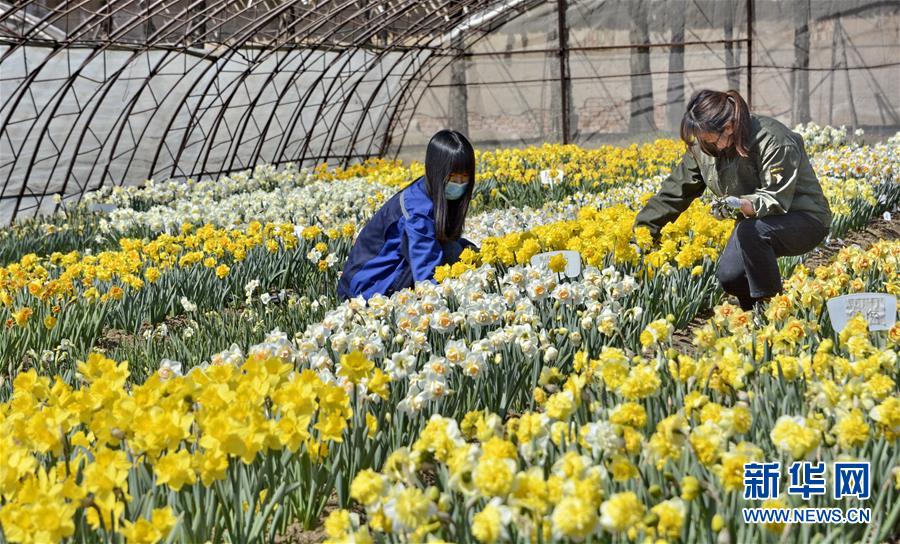 (圖文互動)(6)這座小城,鐫刻下怎樣的“世園印記”——北京世園會開園一周年探訪延慶