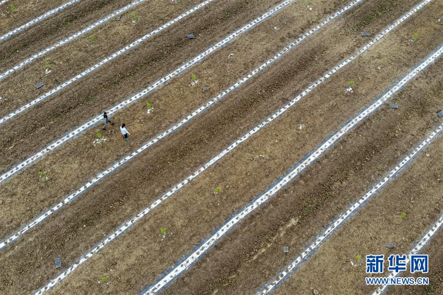 (代表委員履職)(6)全國人大代表王萌萌:產業興旺讓鄉村振興更有底氣