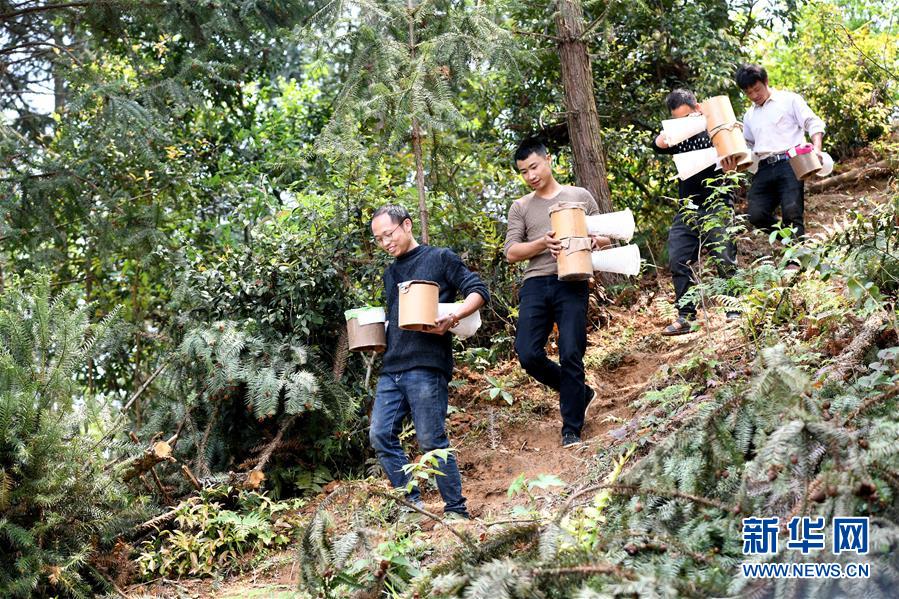 (決戰決勝脫貧攻堅·圖文互動)(1)“小蜂王”的大夢想