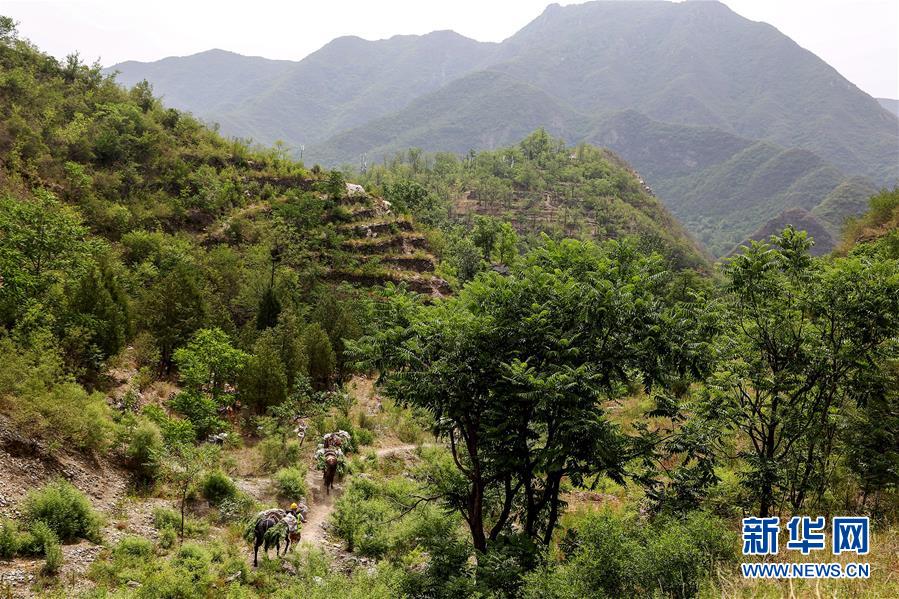 (圖文互動(dòng))(2)北京:治沙20載 逾854萬(wàn)畝林海拒風(fēng)沙