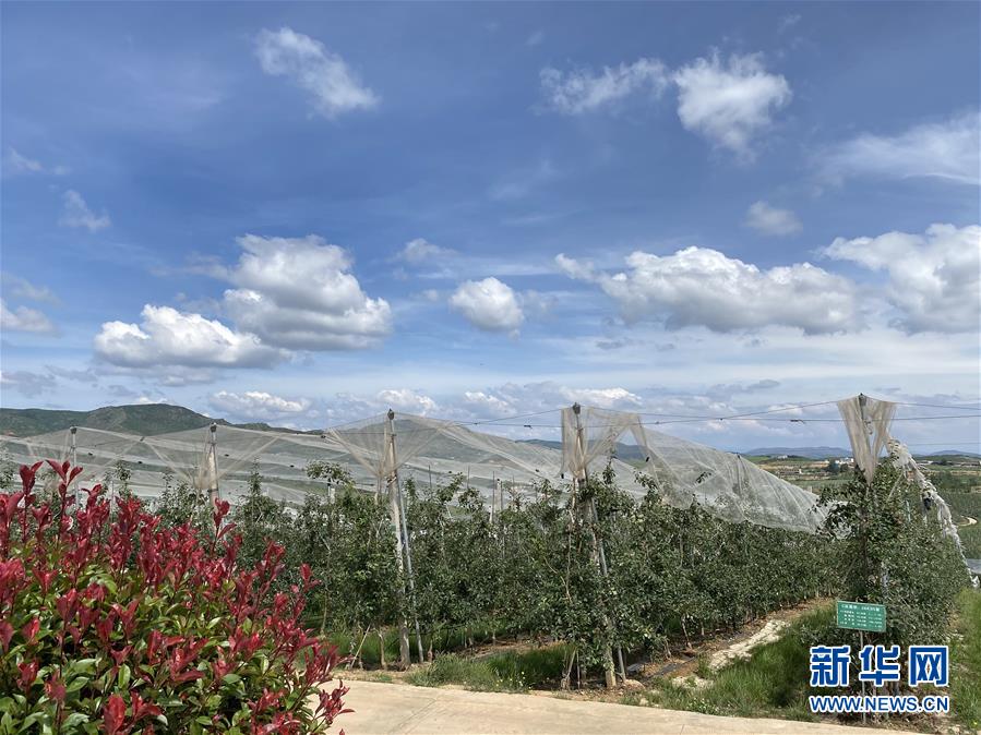 （決戰決勝脫貧攻堅·圖文互動）（3）高原紅了，日子好了——貴州海拔最高縣發展蘋果產業見聞