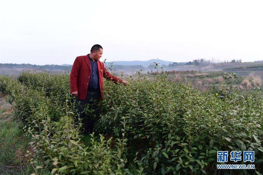 (決戰決勝脫貧攻堅·圖文互動)(3)貧困戶老楊的人生“三級跳”