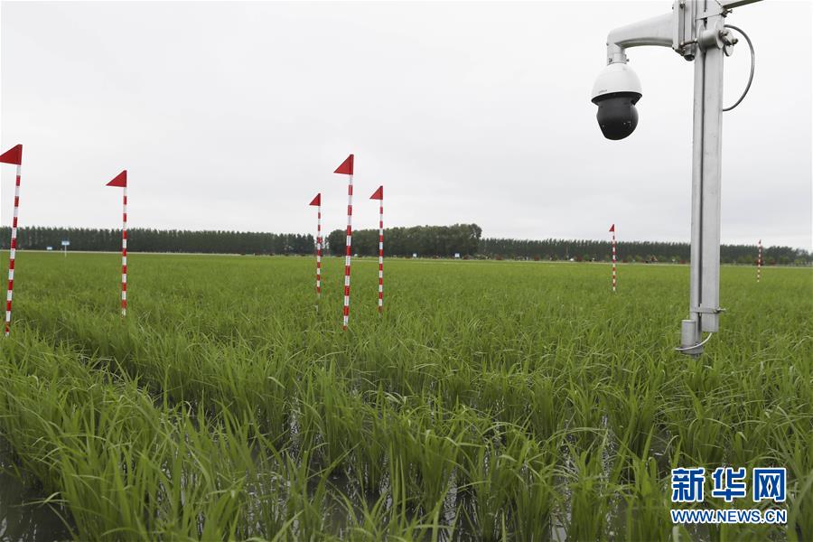 (走向我們的小康生活·圖文互動)(7)端牢“中國飯碗” 播種綠色小康