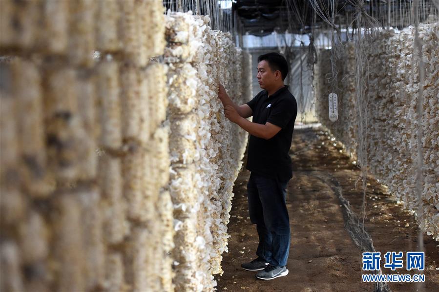 (新華全媒頭條·圖文互動)(7)青春,在希望的田野上——大別山區尋訪“城歸”大學畢業生