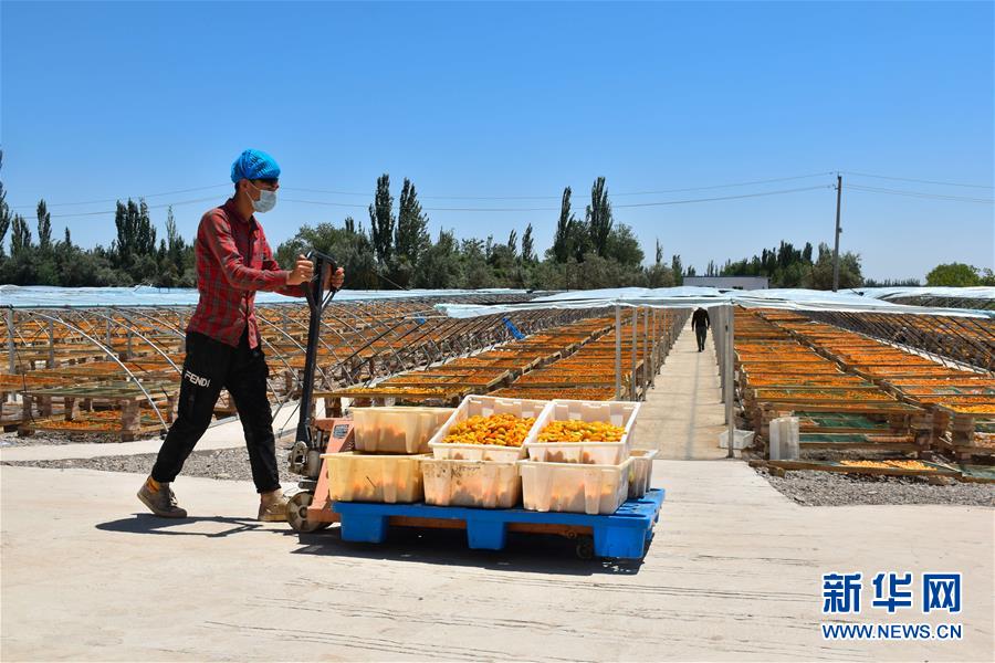(決戰決勝脫貧攻堅·圖文互動)(4)新疆“杏鄉”:杏果飄香 走出深閨助脫貧
