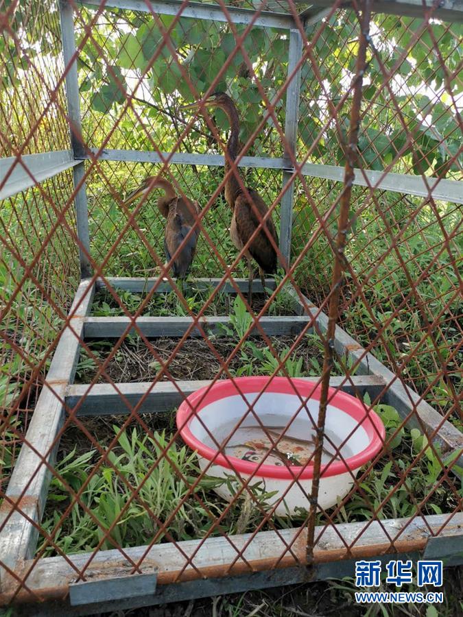 (防汛抗洪·圖文互動)(3)洞庭湖洪水中的野生動物“生死營救”