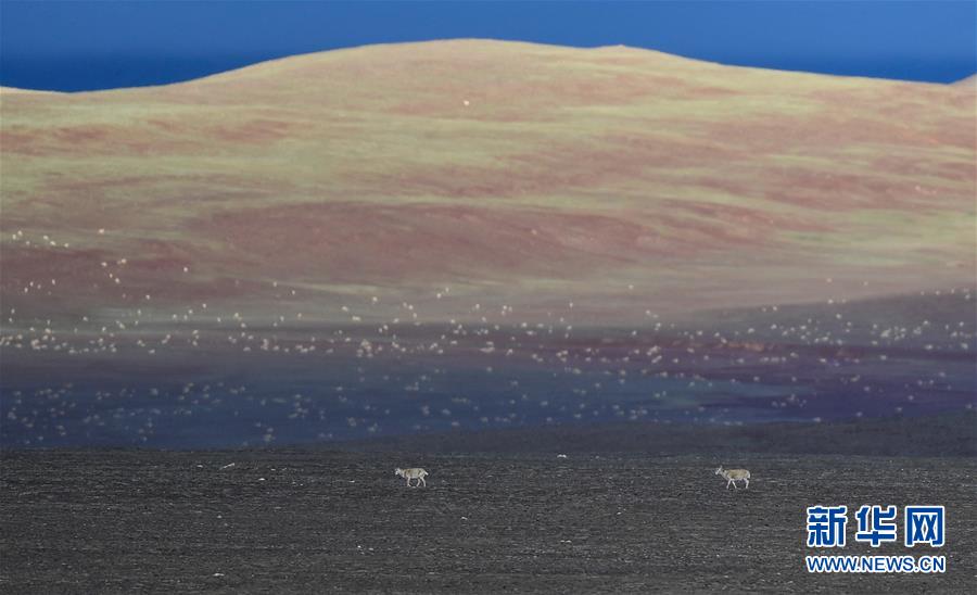 (圖文互動)(4)可可西里加強(qiáng)保護(hù) 十多年未聞盜獵槍聲