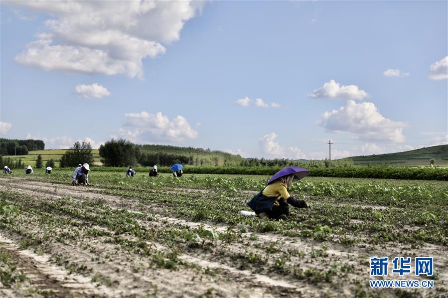(決戰決勝脫貧攻堅·圖文互動)(2)脫貧致富新“良藥”