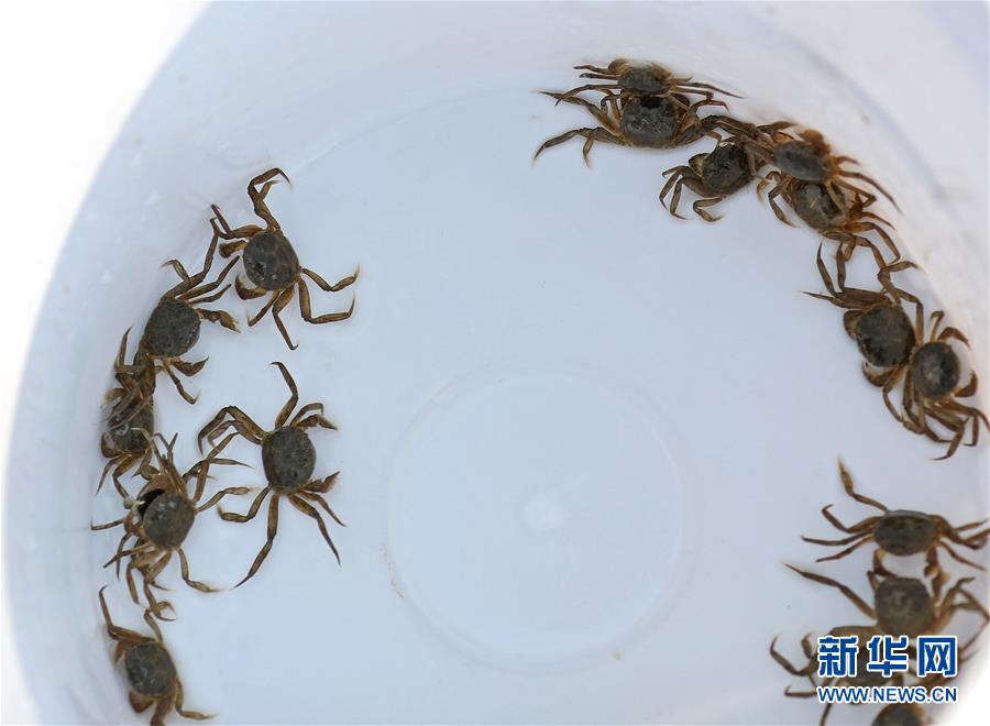 (新華全媒頭條·走向我們的小康生活·圖文互動)(13)“南大荒”變“稻蟹鄉”——資源枯竭型城市盤錦的鄉村振興之路