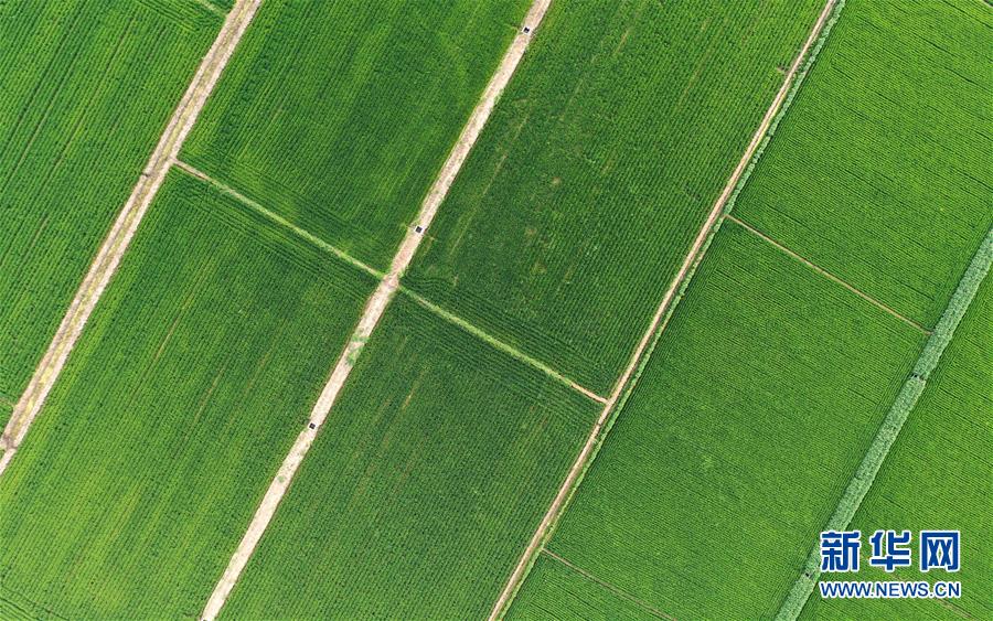 (新華全媒頭條·走向我們的小康生活·圖文互動)(15)“南大荒”變“稻蟹鄉”——資源枯竭型城市盤錦的鄉村振興之路