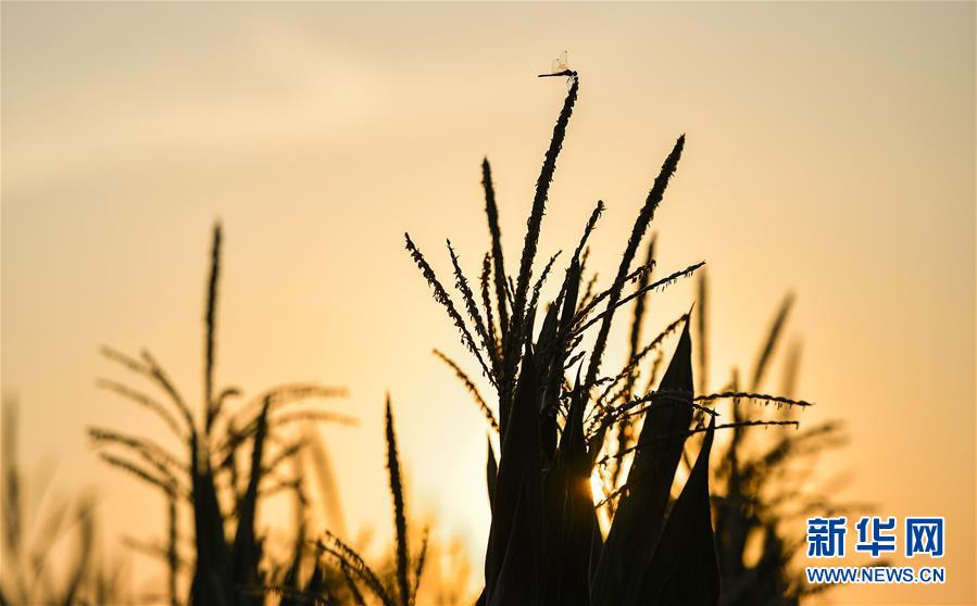 （在習近平新時代中國特色社會主義思想指引下——新時代新作為新篇章·習近平總書記關切事·圖文互動）（1）為黑土加“油”——“耕地中的大熊貓”，我們這樣保護