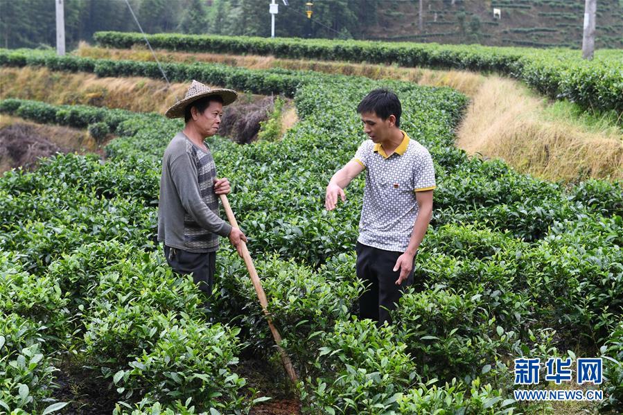 (新華全媒頭條·走向我們的小康生活·圖文互動(dòng))(12)弱鳥先飛今翱翔——閩東寧德振興啟示錄
