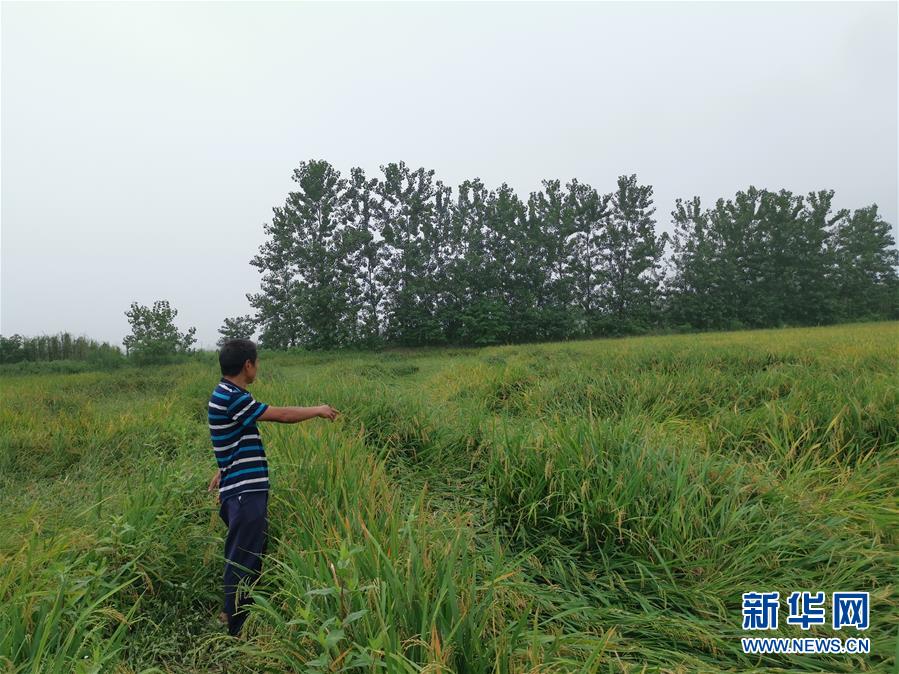 （新華視點(diǎn)·聚焦餐桌外的浪費(fèi)·圖文互動(dòng)）（2）顆粒歸倉為何難實(shí)現(xiàn)？我國(guó)糧食收割環(huán)節(jié)損失驚人