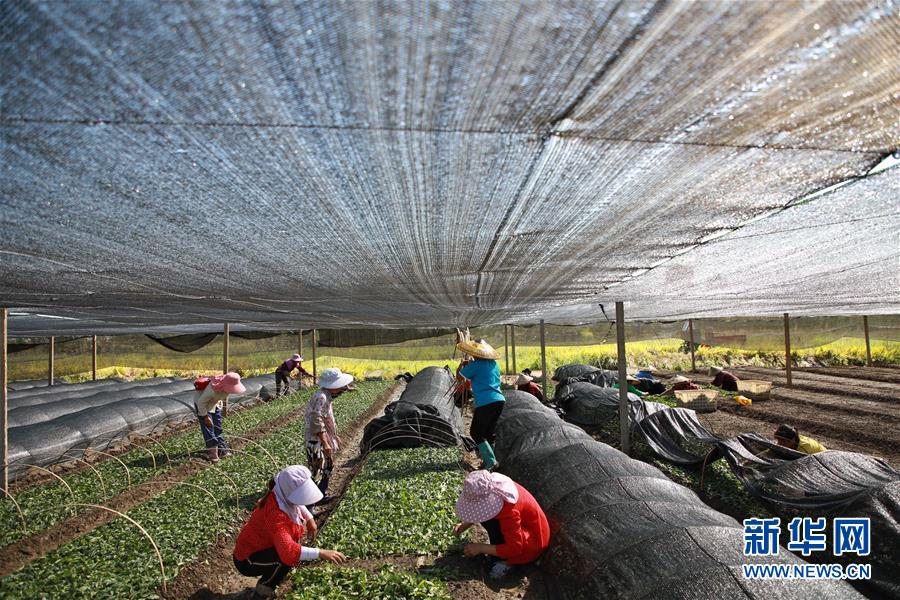 (新華全媒頭條·決戰(zhàn)決勝脫貧攻堅·督戰(zhàn)未摘帽貧困縣·圖文互動)(7)不獲全勝,決不收兵——全國52個掛牌督戰(zhàn)貧困縣脫貧攻堅紀實