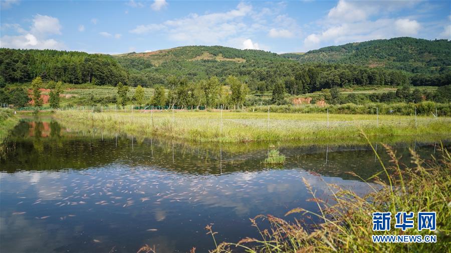 (新華全媒頭條·決戰(zhàn)決勝脫貧攻堅(jiān)·督戰(zhàn)未摘帽貧困縣·圖文互動)(4)苦蕎花開大涼山——四川7個未摘帽縣脫貧攻堅(jiān)一線觀察