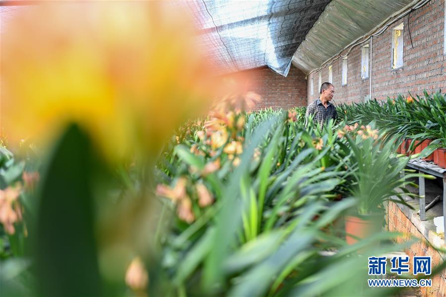 (決戰決勝脫貧攻堅·圖文互動)(1)君子蘭在脫貧攻堅戰場上“綻放”