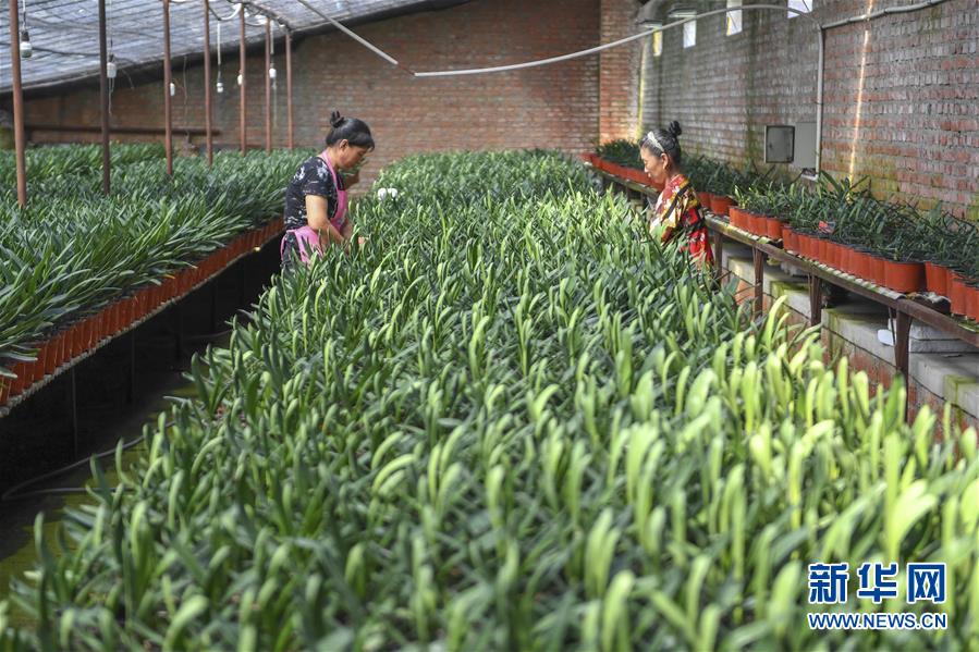 (決戰決勝脫貧攻堅·圖文互動)(2)君子蘭在脫貧攻堅戰場上“綻放”