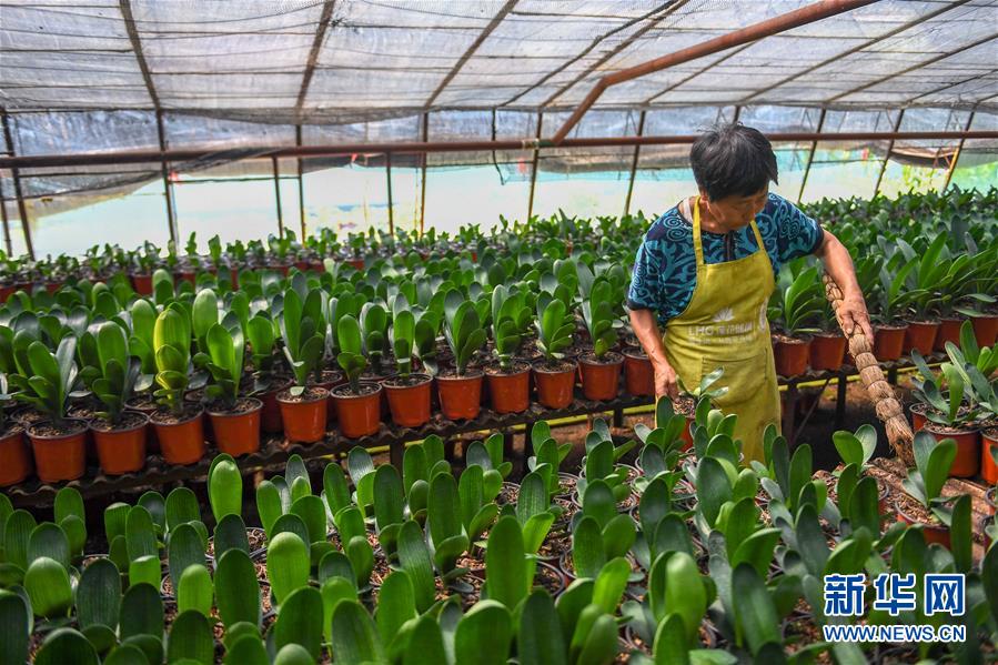 (決戰決勝脫貧攻堅·圖文互動)(3)君子蘭在脫貧攻堅戰場上“綻放”