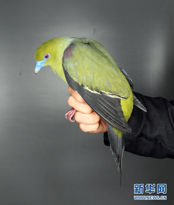 (圖文互動)(3)云南無量山發現白腹針尾綠鳩