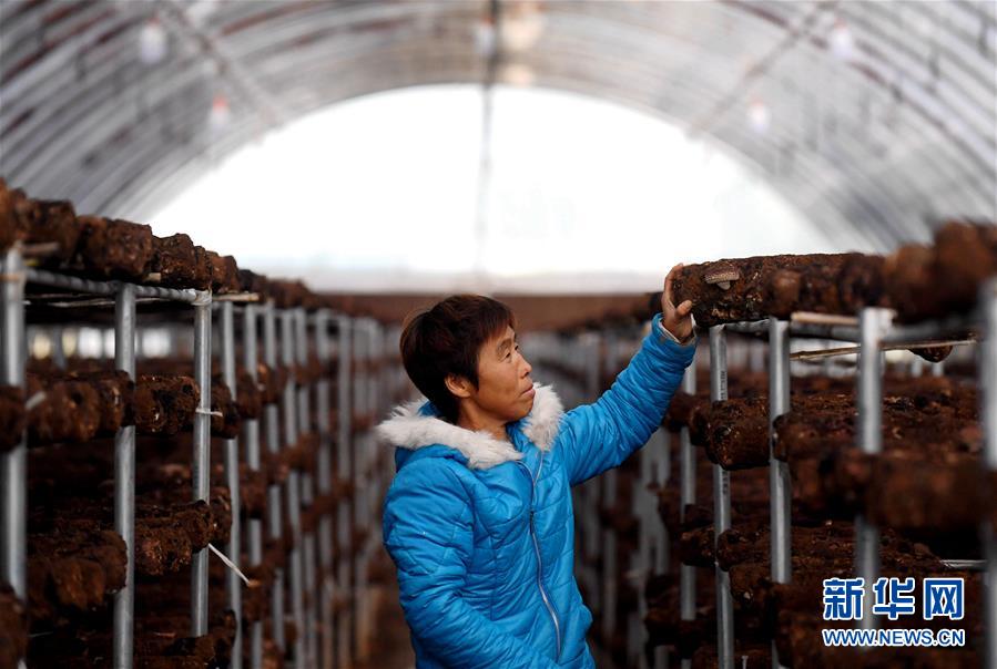 (決戰決勝脫貧攻堅·圖文互動)(8)17代人追逐的夢想實現了——記冀南平原劉秋口村變遷