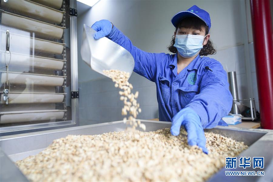 (決戰決勝脫貧攻堅·圖文互動)(2)重慶三峽庫區從“中華藥庫”里探尋脫貧致富“良方”