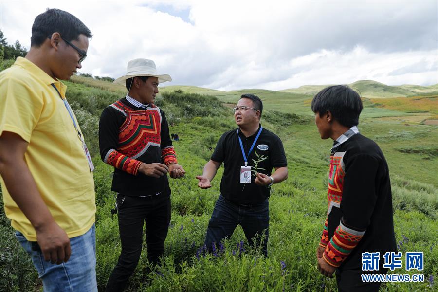 (鄉村振興·圖文互動)(4)涼山深處有“黃金”