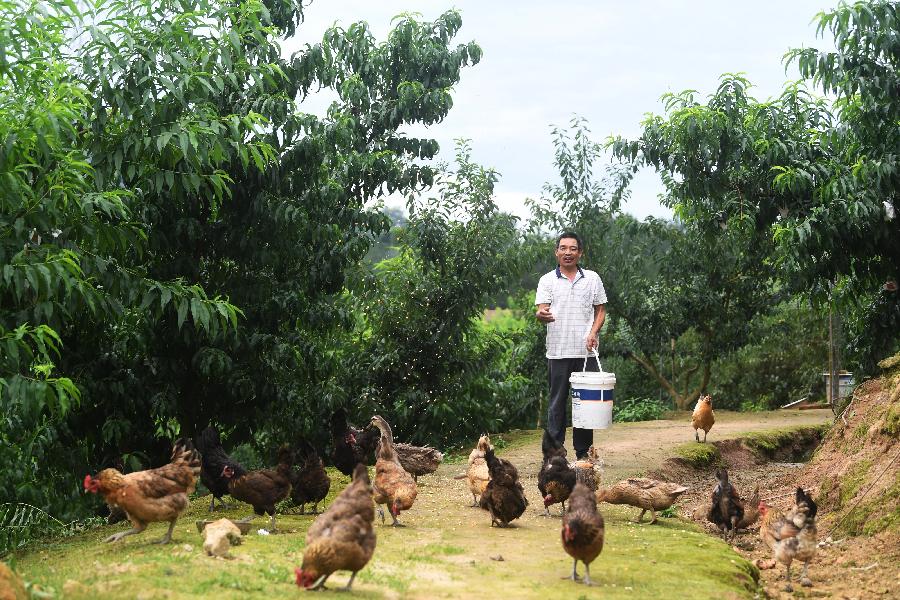 重慶萬州:產業助脫貧