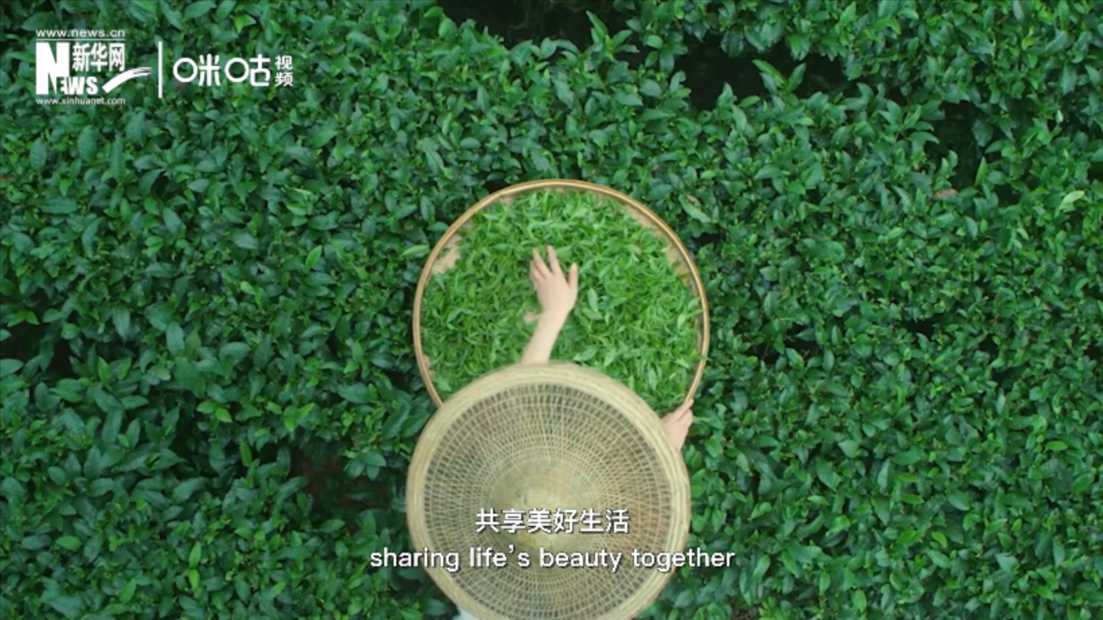 聯(lián)合國把每年的5月21日設為“國際茶日”