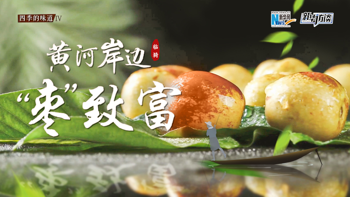 黃河岸邊“棗”致富