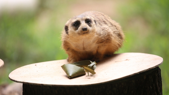 歡樂“粽”動員！小動物們吃上了“專屬”粽子