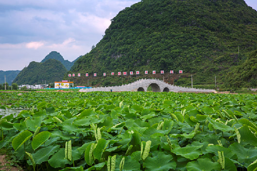 安順開(kāi)發(fā)區(qū)：十里荷廊美如畫 條條大路通景區(qū)