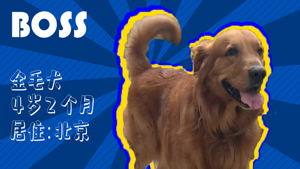 有效拴繩&科學遛狗——如何文明養犬？“撿屎官”們快看過來！