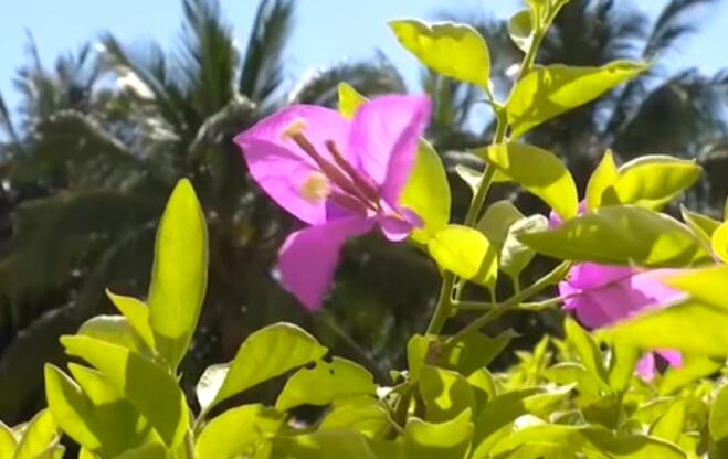 海南：超40℃！多市縣發(fā)布高溫預警