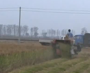 中央財政加大對產糧大縣農業保險支持力度