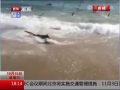 美國海岸附近驚現群鯊集體捕食場面