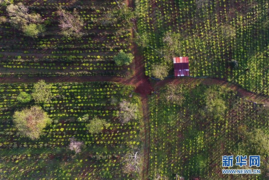 （亞洲文明對(duì)話大會(huì)）（9）茗香亞洲 茶韻綿長