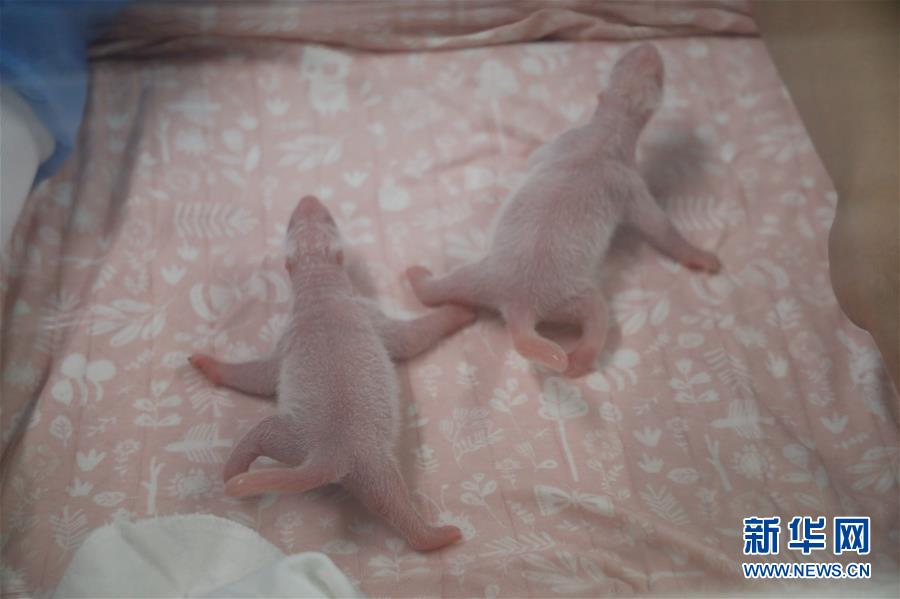 （國際）（4）旅比大熊貓“好好”產下龍鳳胎