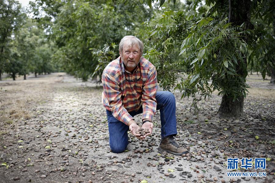 (國際·圖文互動)(4)通訊:期待美中盡早達成貿易協議——颶風和關稅夾擊下的美國山核桃種植戶盼重回中國市場
