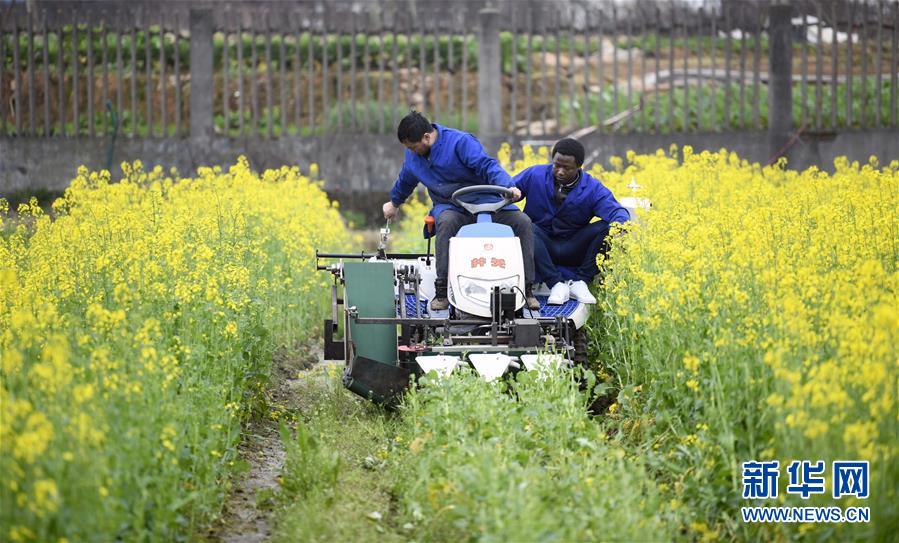 (在習近平新時代中國特色社會主義思想指引下——新時代新作為新篇章·總書記關切開放事·圖文互動)(10)來中國“學種地”的“洋學生”